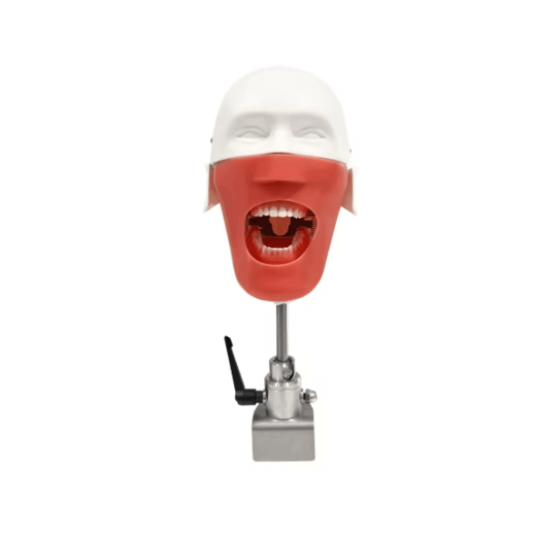 Simulateur dentaire simple NEUBER avec tête articulée et typodont type Frasaco