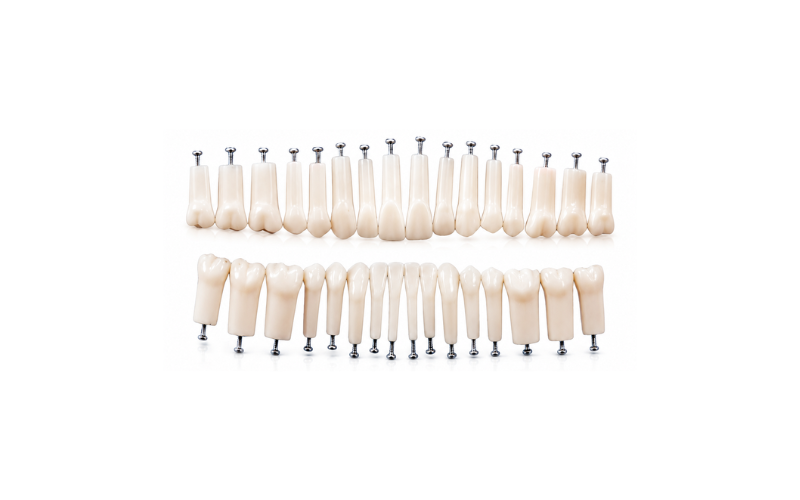 Dientes para Tipodonto Tipo Nissin Adulto 32pcs