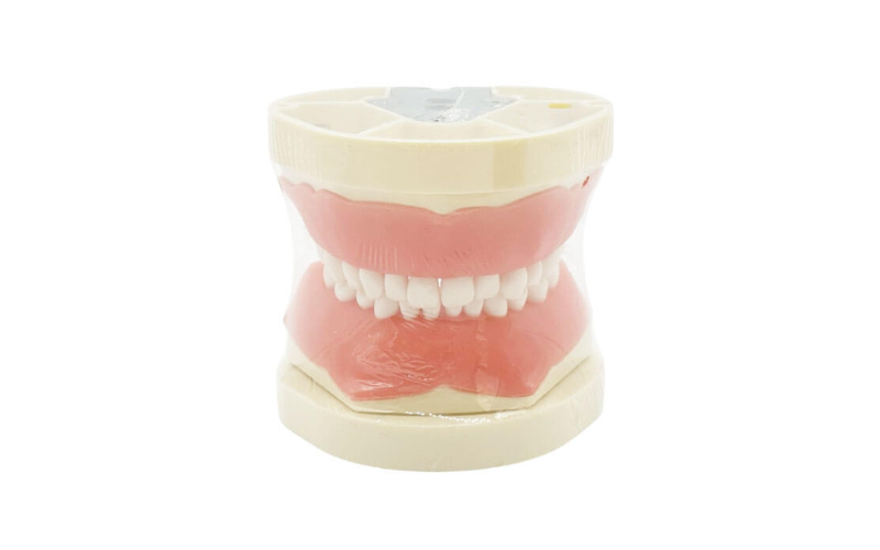 Tipodonto Dental Estándar Modelo Infantil